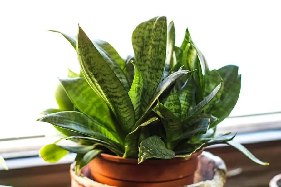 Bogenhanf (Sansevieria trifasciata)