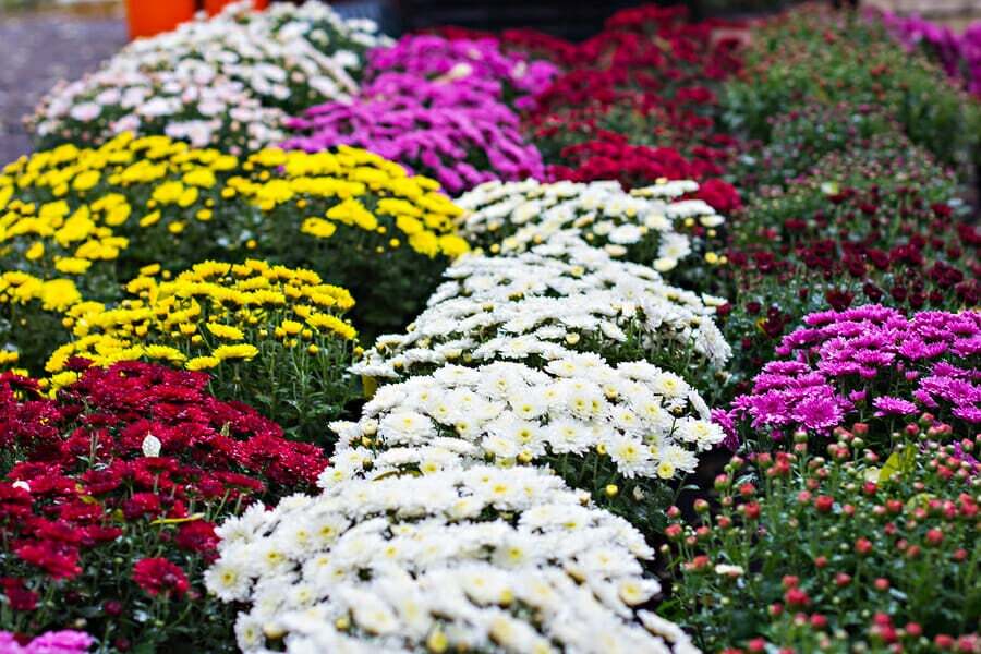 Chrysanthemen (Chrysanthemum)