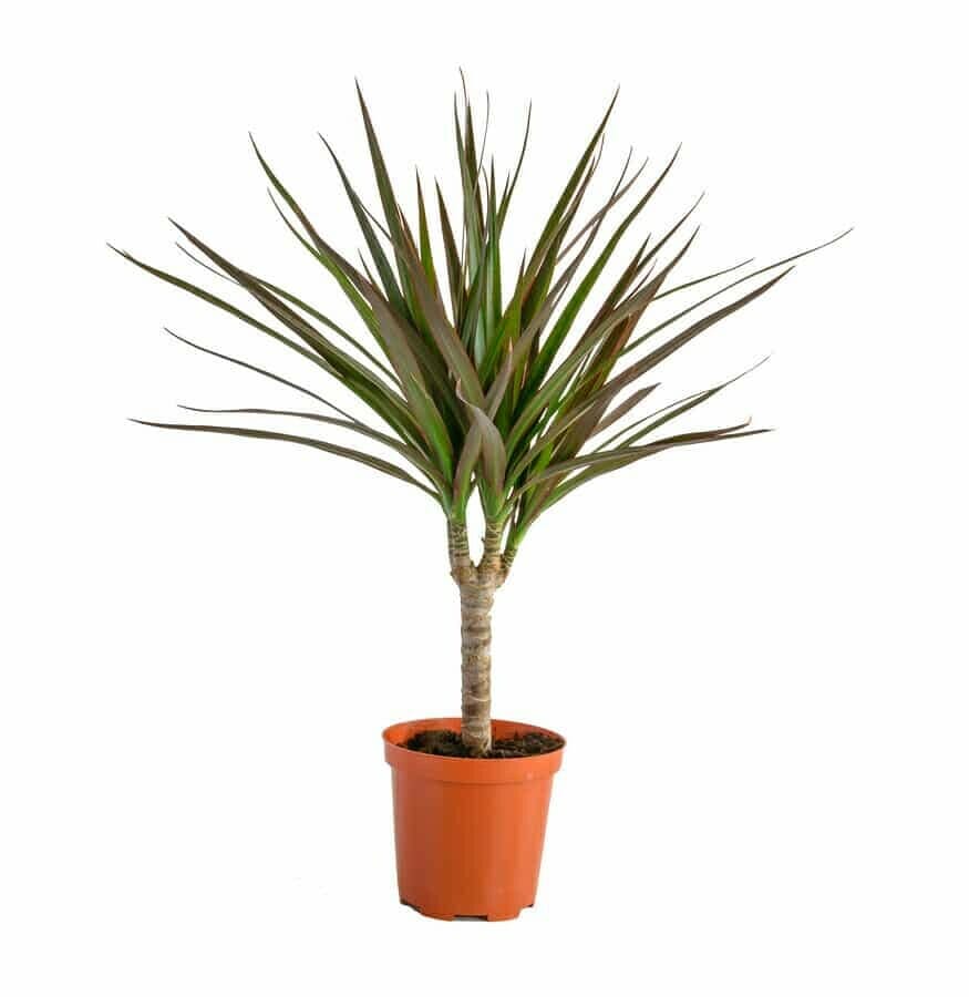 Drachenbaum (Dracaena)