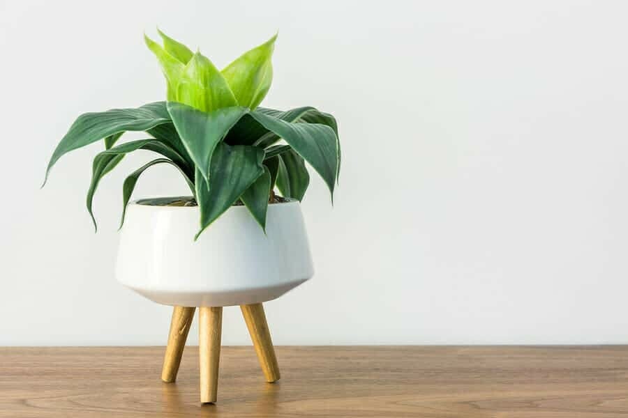 Einblatt (Spathiphyllum)