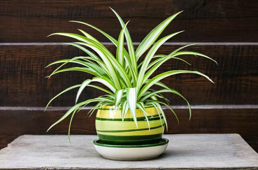 Grünlilie (Chlorophytum comosum)