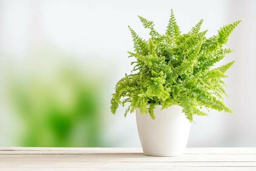 Schwertfarn (Nephrolepis exaltata)
