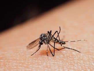 Wie kannst du Mückenstiche effektiv vermeiden