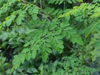 moringa