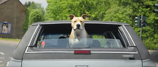 hund autofahrt