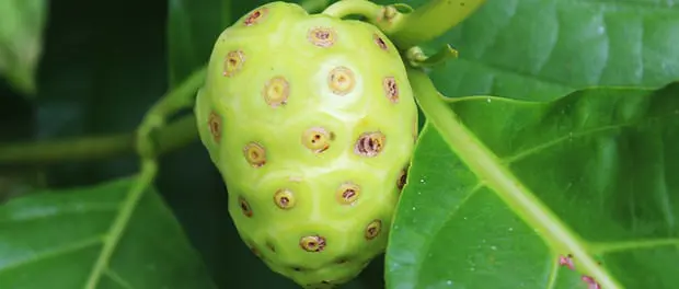 Noni