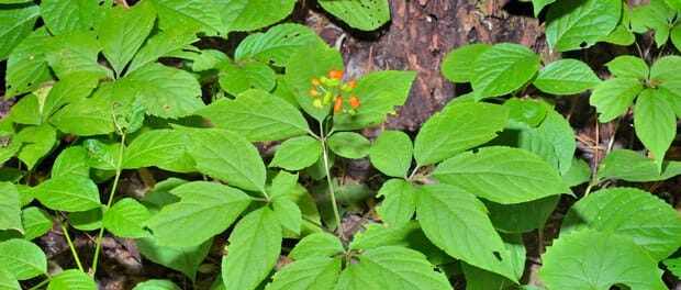 Roter-Ginseng