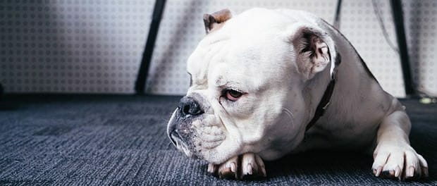 bulldogge