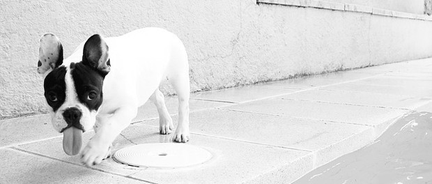 franzoesische-bulldogge