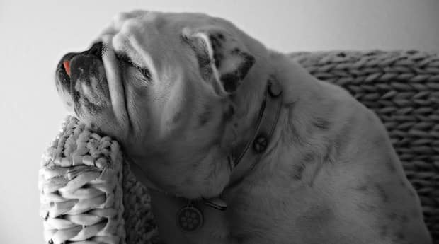 hund