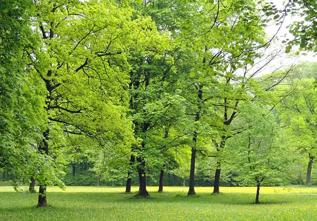 Pelletofen-Umweltfreundlich