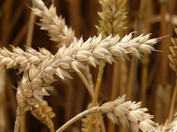 Autoimmunerkrankung, gluten