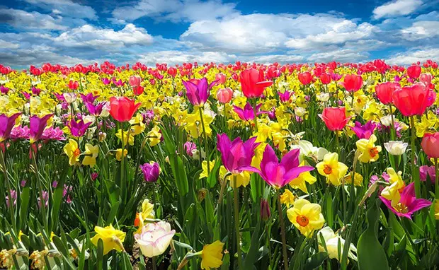 Muttertag-Blumen
