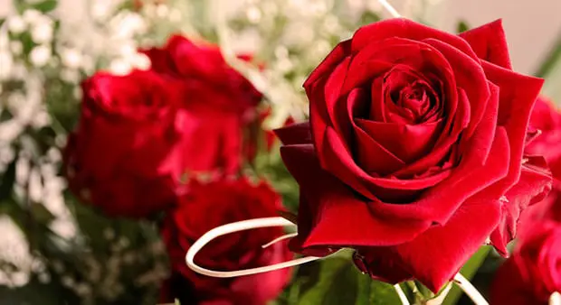 Muttertag-Rosen