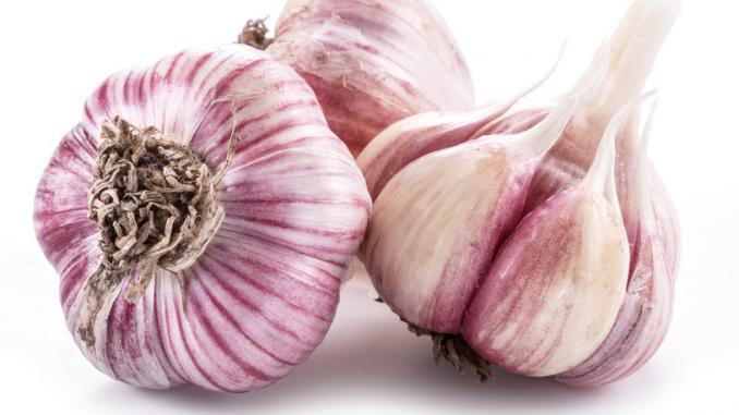 Wunderknolle Knoblauch Wunderknolle Knoblauch