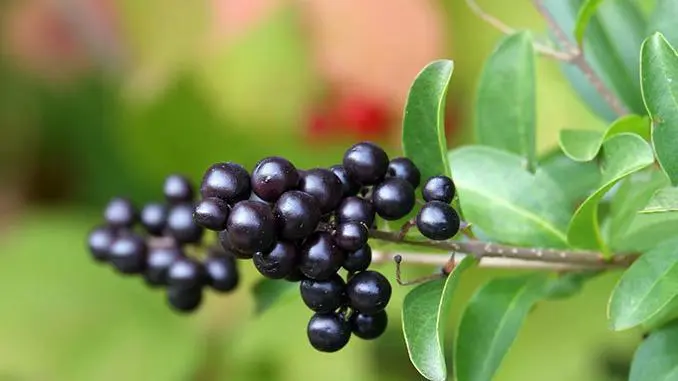 Prunus laurocerasus Herbergii, Kirschlorbeer Herbergii