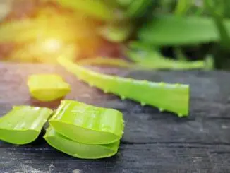 Aloe Vera gegen Haarausfall