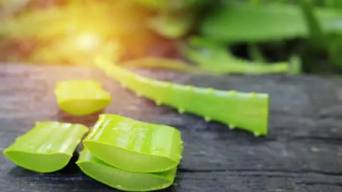 Aloe Vera gegen Haarausfall Aloe Vera gegen Haarausfall