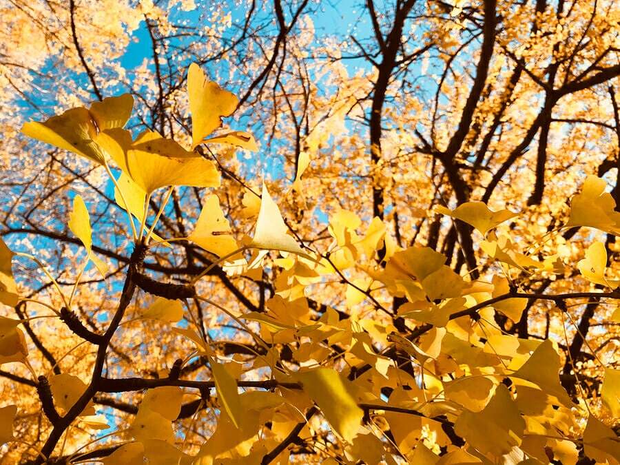 Ginkgo