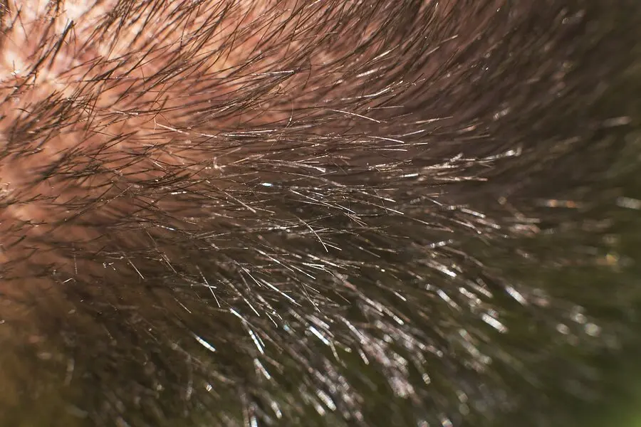 Neues Haar sprießt