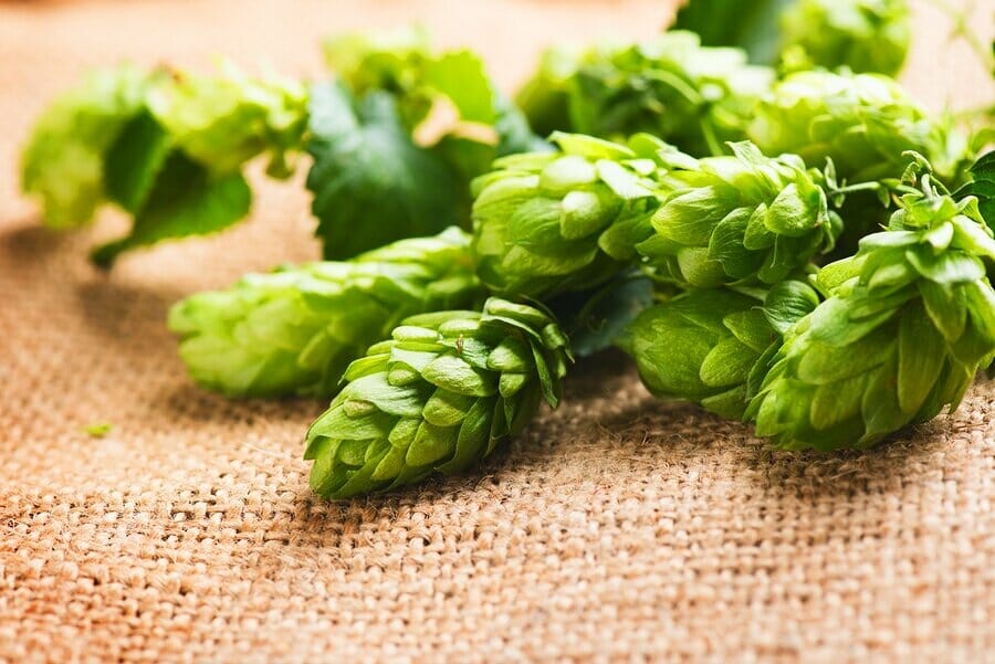 Hopfen