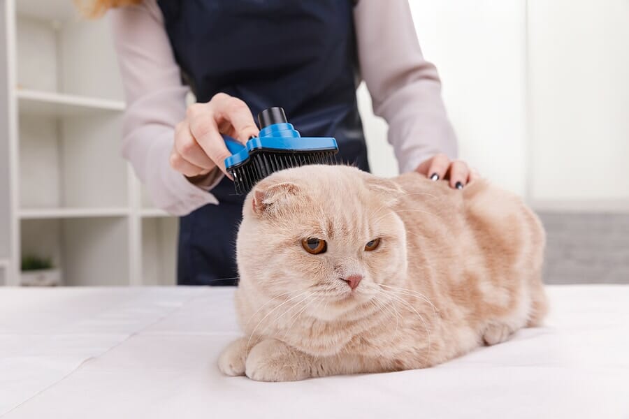 Katzenhaarentferner Bürste