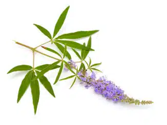 Mönchspfeffer - Vitex agnus castus