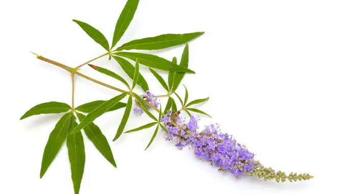 Mönchspfeffer - Vitex agnus castus