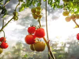 Tomaten richtig ausgeizen