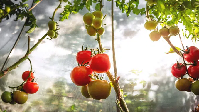 Tomaten richtig ausgeizen